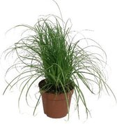 Cyper Alt Zum Kitty Grass Kattengras