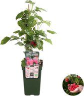 Rubus ideaus Suguna Red – Framboos – Fruitboom – Onderhoudsvriendelijk  - ⌀19 cm - 45-55 cm