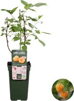 Rubus Suguna Yellow – Framboos – Fruitboom – Onderhoudsvriendelijk  - ⌀19 cm - 45-55 cm