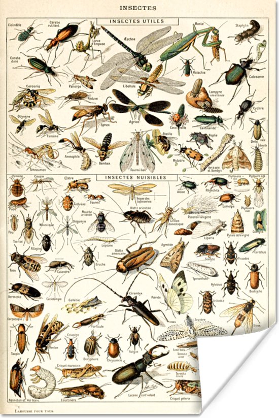 Poster Dier - Insect - Kever - 20x30 cm