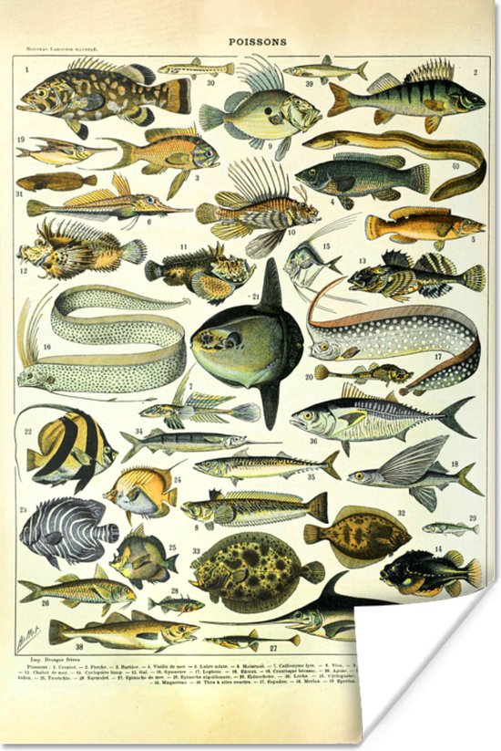 Poster Adolphe Millot - Kunst - Vintage - Vissen - Dieren - 40x60 cm