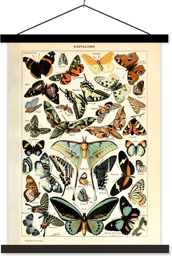 Posterhanger incl. Poster - Schoolplaat - Adolphe Millot - Vlinder - Dieren - Insecten - Vintage - 60x80 cm - Zwarte latten