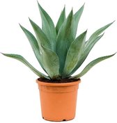 Plantenwinkel Agave Centrica M 55 cm tuinplant