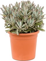 Plantenwinkel Kalanchoe Tomentosa 50 cm kamerplant