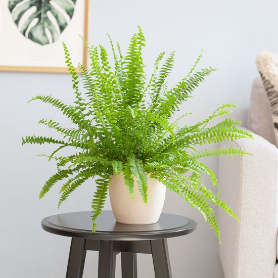 Nephrolepis – Green Lady – Krulvaren – Hoogte 35cm