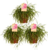 Kamerplanten van Botanicly – 3 × Rotskoraal – Hoogte: 20 cm – Rhipsalis cashero