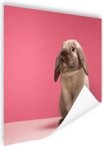 Konijnen voor roze muur Poster 60x40 cm - Foto print op Poster (wanddecoratie)