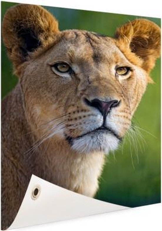 Poster Jardin jeune lionne 40x60 cm - petit - Toile de jardin / Toile d'extérieur / Peintures d'extérieur (décoration de jardin)