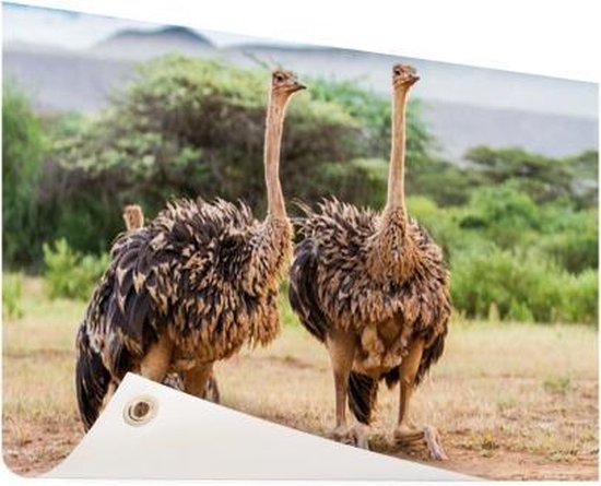 Affiche de jardin d'autruches femelles 120x80 cm - Toile de jardin / Peintures extérieur / Peintures d'extérieur (décoration de jardin)