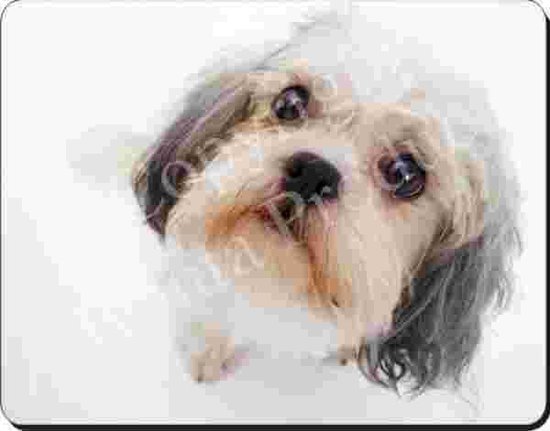 Tapis de souris Shih Tzu (Looks Up)