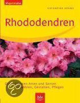 Rhododendren