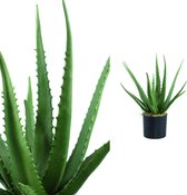 PTMD Leaves Plant groene aloe vera in pot