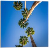 Dibond - Palmbomen van Onderaf - 50x50cm Foto op Aluminium (Wanddecoratie van metaal)