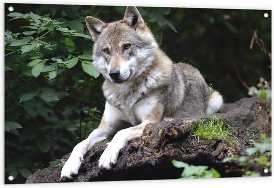 Tuinposter - Wolf tussen Planten op Rots - Foto op Tuinposter (wanddecoratie voor buiten en binnen)