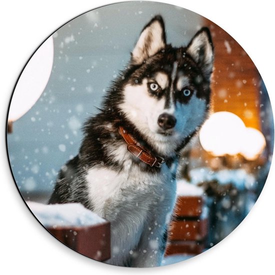 Dibond Wandcirkel - Wit met Zwarte Hond in de Sneeuw - 30x30cm Foto op Aluminium Wandcirkel (met ophangsysteem)