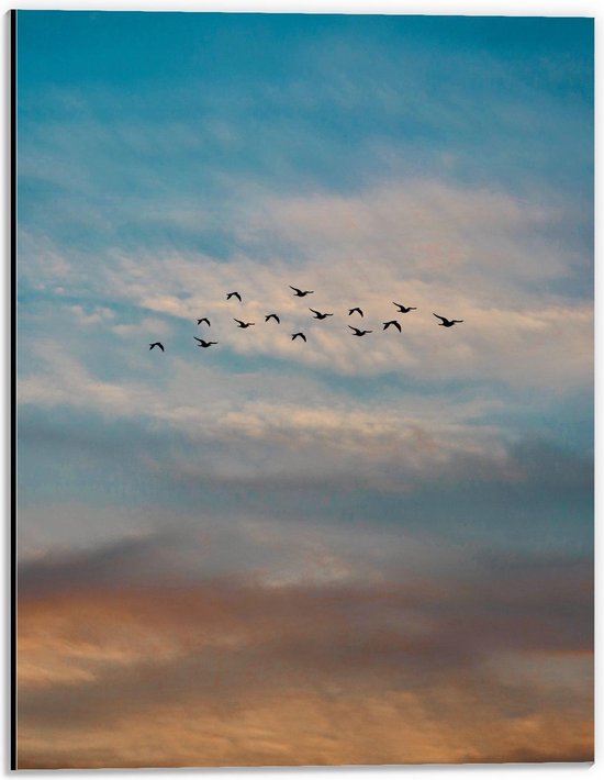 Dibond - Groepje Vogels tussen de Wolken - 30x40cm Foto op Aluminium (Met Ophangsysteem)