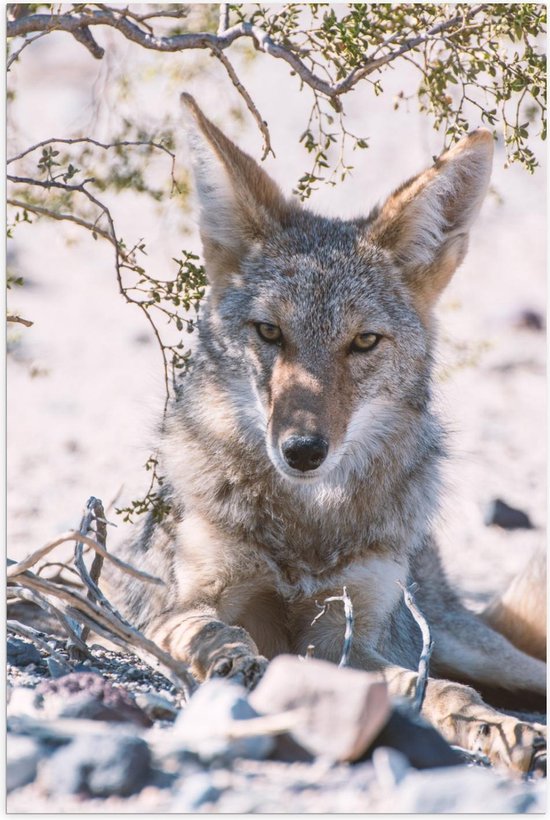 Poster – Coyote onder Boom - 80x120cm Foto op Posterpapier