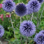 12 x Echinops bannaticus Blue Glow - Kogeldistel in 9x9cm pot met hoogte 5-10cm