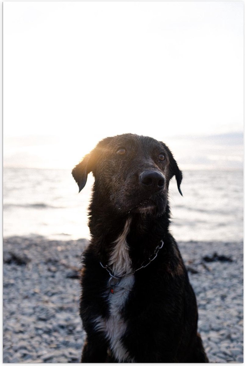 Poster – Labrador op het Strand - 40x60cm Foto op Posterpapier op Prijzenvolger.com