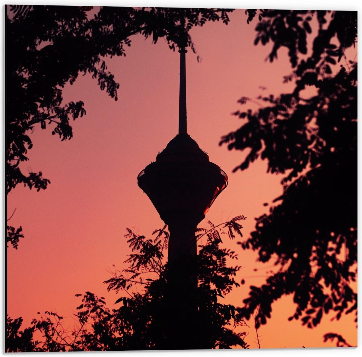 Dibond - Silhouet Bomen/Gebouw - 50x50cm Foto op Aluminium (Wanddecoratie van metaal)