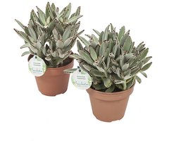 Kalanchoe tomentosa - Hoogte 28cm Potmaat 14 - Bektas Plants