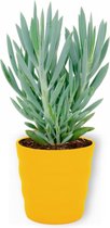 Kamerplant Curio Mount Everest - ± 25cm hoog – 12 cm diameter - in gele pot