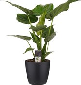 Hellogreen Kamerplant - Alocasia Cucullata - 65 cm - Elho Brussels zwart