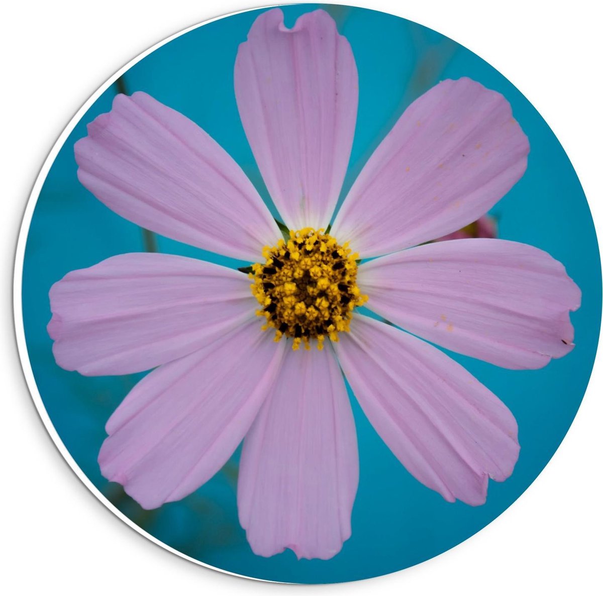 KuijsFotoprint Schilderij - Fleurige Bloem - Blauw En Roze - 20 X 20 Cm