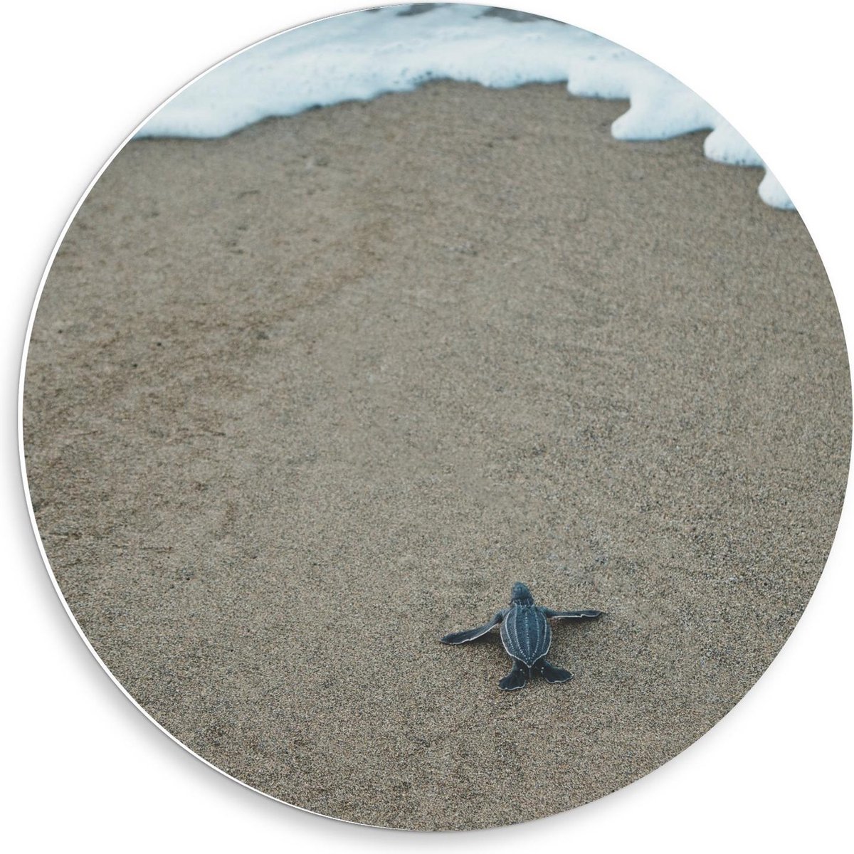 KuijsFotoprint - Schilderij - Baby Schildpad Het Strand - Wit, Bruin En Grijs - 50 X 50 Cm