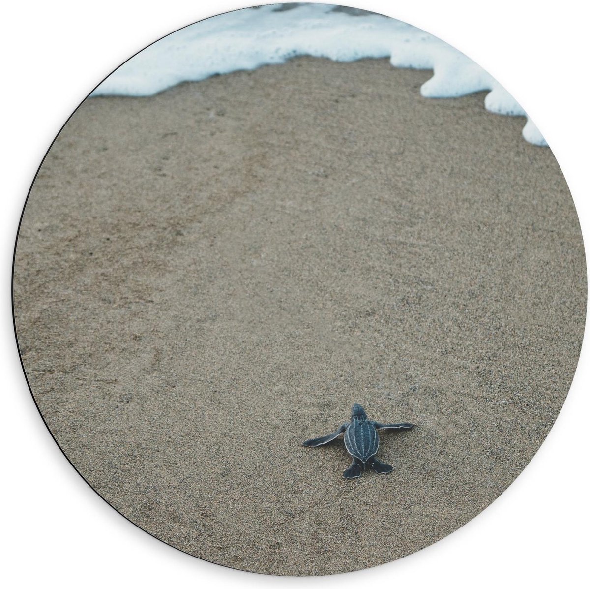 Dibond Wandcirkel - Baby Schildpad op het Strand - 60x60cm Foto op Aluminium Wandcirkel (met ophangsysteem)