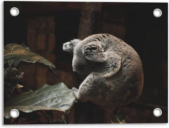 Tuinposter – Koalabeer op Boomstam - 40x30cm Foto op Tuinposter  (wanddecoratie voor buiten en binnen)