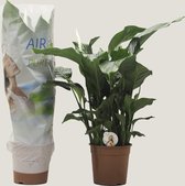 Kamerplant van Botanicly – Lepelplant  – Hoogte: 100 cm – Spathiphyllum Sweet Silvana