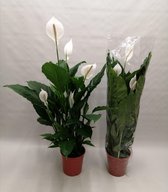 Kamerplant van Botanicly – Lepelplant  – Hoogte: 135 cm – Spathiphyllum Sweet Sebastiano