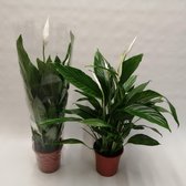 Kamerplant van Botanicly – Lepelplant  – Hoogte: 69 cm – Spathiphyllum Bingo Cupido