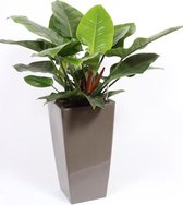 Kamerplant van Botanicly – Philodendron imperial Green in taupe pot als set – Hoogte: 120 cm
