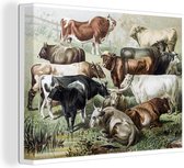 Tableau sur toile Dessin Vintage d'un troupeau de vaches - 80x60 cm - Décoration murale