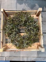 Couronne, krans NATURAL moss, met kratje, 28 cm doorsnede