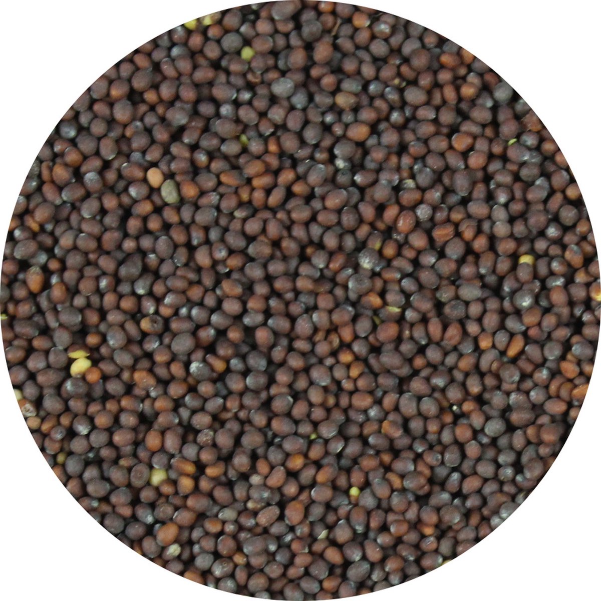 Goedkoopste Van Beekum Specerijen - Mosterdzaad Bruin Heel - 20 KG - Zak (bulk verpakking
