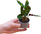 PLNTS - Baby Calathea Lancifolia Insigne (Gebedsplant) - Ratelslangplant - Kweekpot 6 cm - Hoogte 15 cm