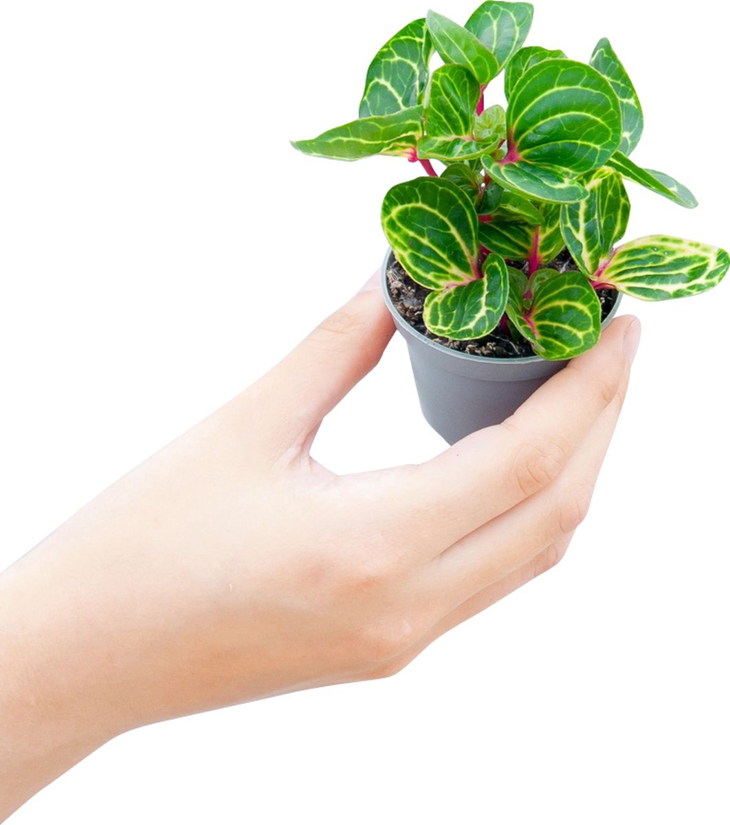 PLNTS - Baby Herbstii Iresine - Kamerplant - Kweekpot 6 cm - Hoogte 10 cm