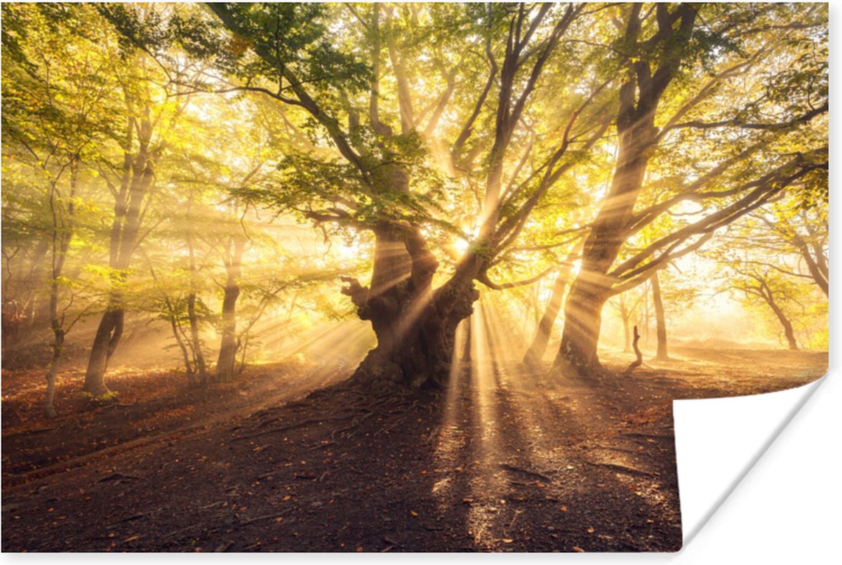 Poster Boom - Bos - Zon - 60x40 cm