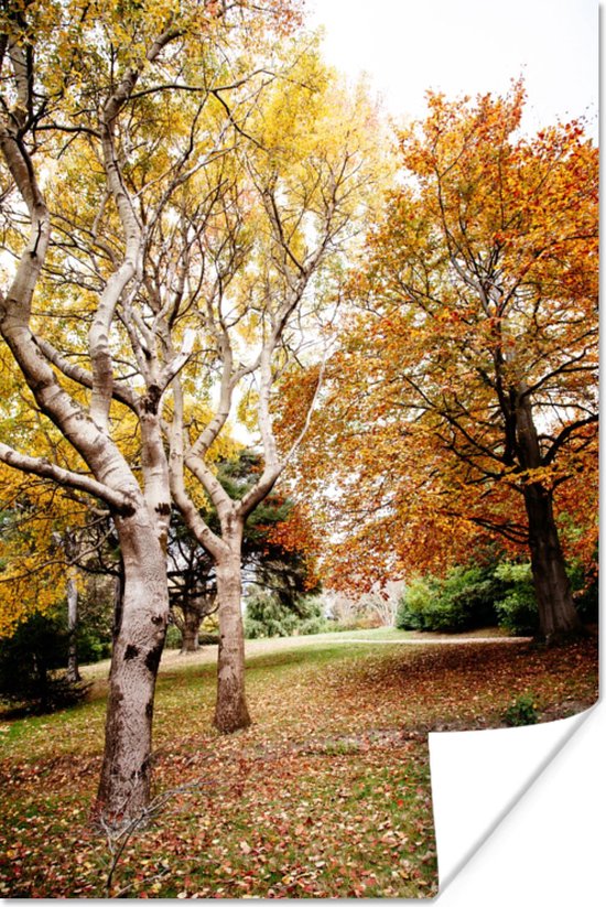 Affiche Automne - Arbres - Feuilles - nature - 80x120 cm