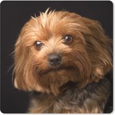 Muismat XXL - Bureau onderlegger - Bureau mat - Portretfoto van een goudbruine Yorkshire Terrier - 40x40 cm - XXL muismat