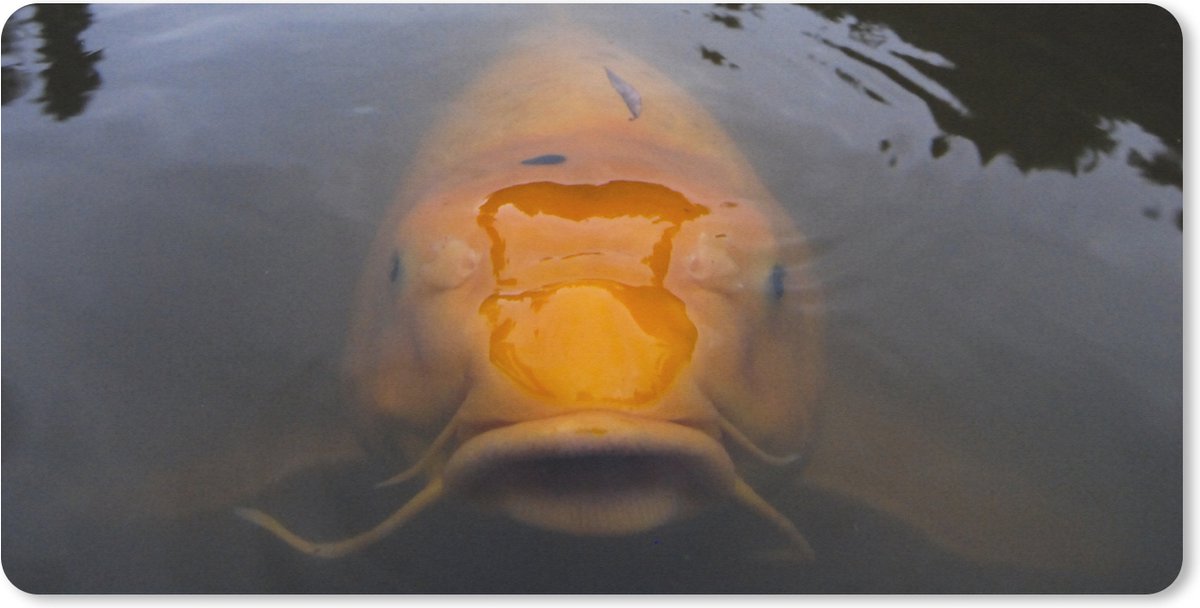 Muismat XXL 90x45 cm - Bureau onderlegger - Bureau mat Een gigantische koi karper in het water - Bureaumat - Gaming mousepad xl - Bureaulegger groot - Computer deskmat