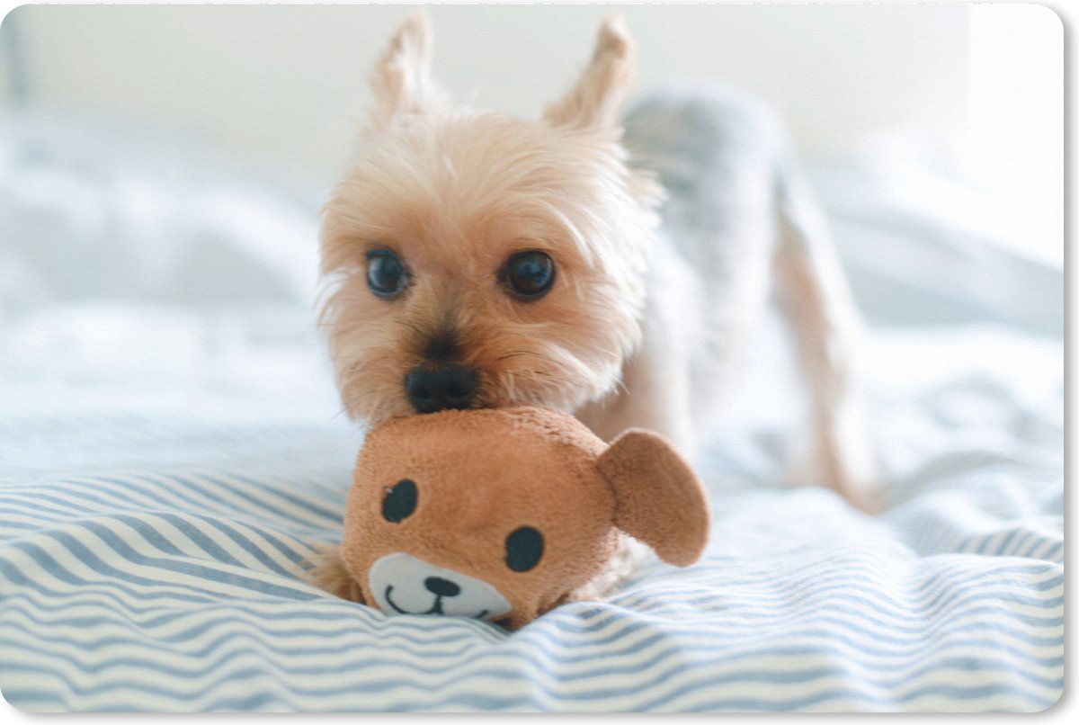 Muismat XXL 120x80 cm - Bureau onderlegger - Bureau mat De Yorkshire Terrier speelt met speelgoed - Bureaumat - Gaming mousepad xl - Bureaulegger groot - Computer deskmat
