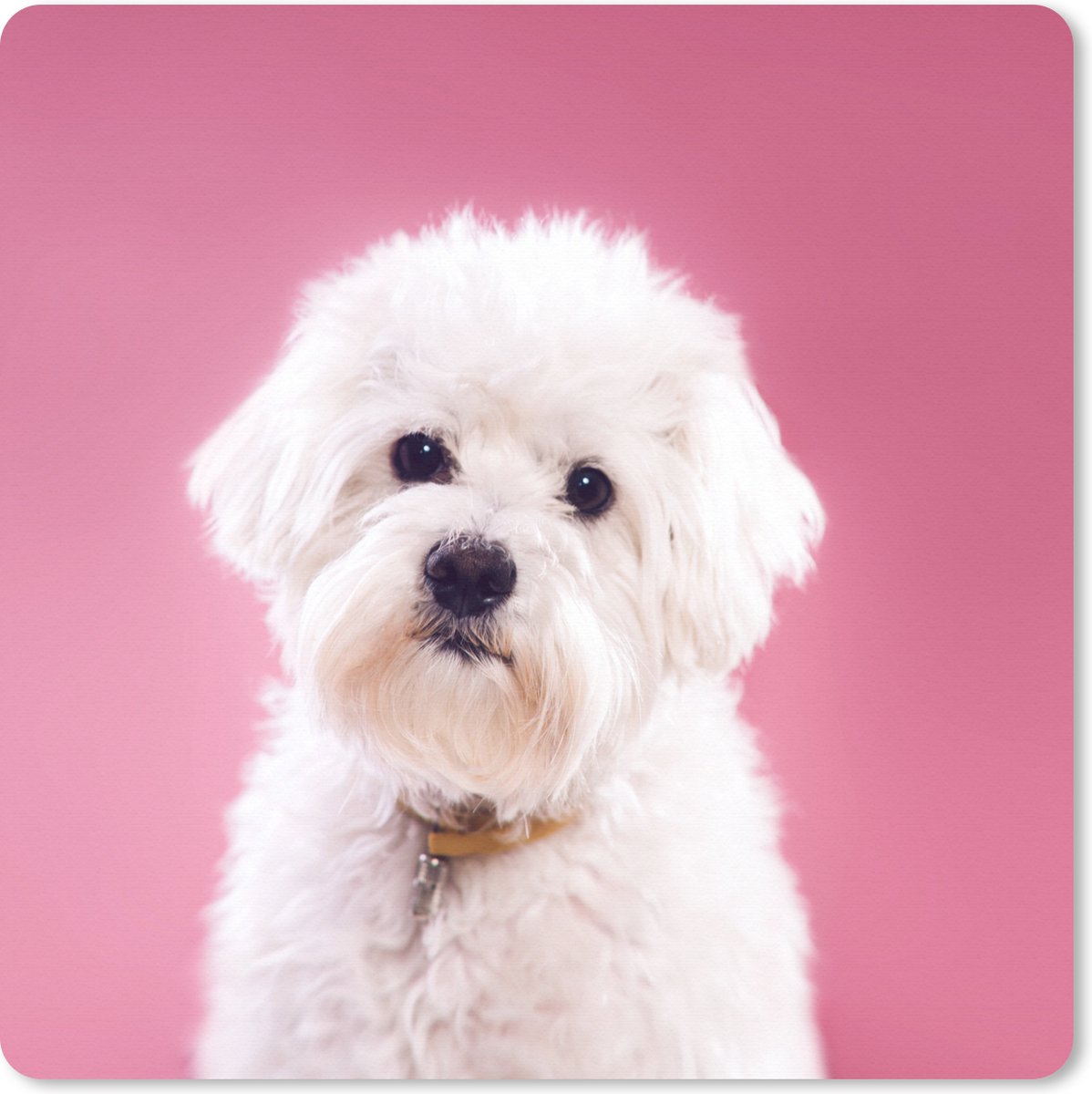 Muismat XXL 40x40 cm - Bureau onderlegger - Bureau mat Maltezer hond met een roze achtergrond - Bureaumat - Gaming mousepad xl - Bureaulegger groot - Computer deskmat