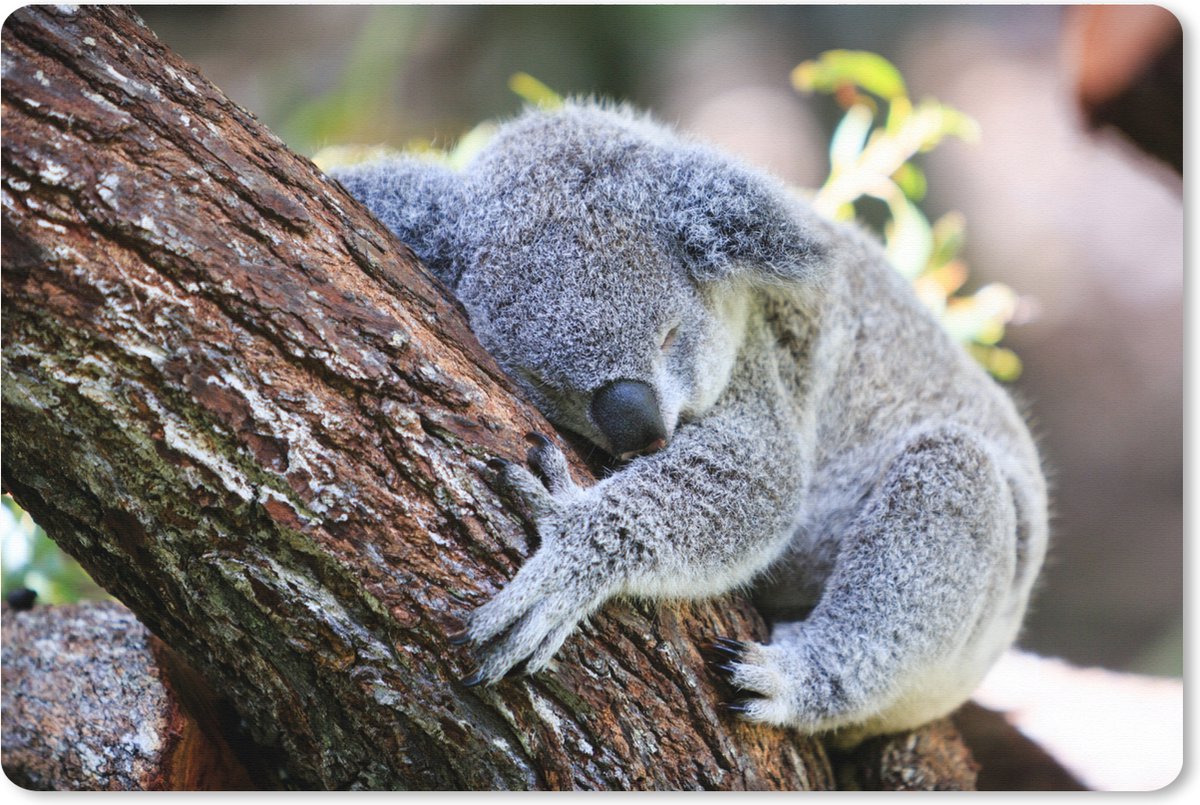 Muismat XXL 90x60 cm - Bureau onderlegger - Bureau mat Koala - Boomstam - Knuffel - Kids - Jongens - Meiden - Bureaumat - Gaming mousepad xl - Bureaulegger groot - Computer deskmat