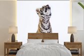 Behang - Fotobehang Tijger - Welp - Wit - Breedte 280 cm x hoogte 280 cm