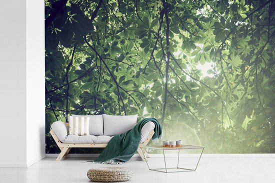 Papier peint Papier peint photo en vinyle - Branches au soleil largeur 360 cm x hauteur 240 cm - Tirage photo sur papier peint (disponible en 7 tailles)