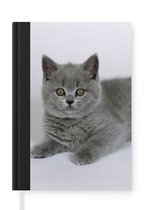 Notitieboek - Schrijfboek - Liggende Britse korthaar kitten - Notitieboekje klein - A5 formaat - Schrijfblok